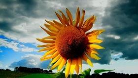 在线观看业火的向日葵,在线观看业火中的向日葵之美